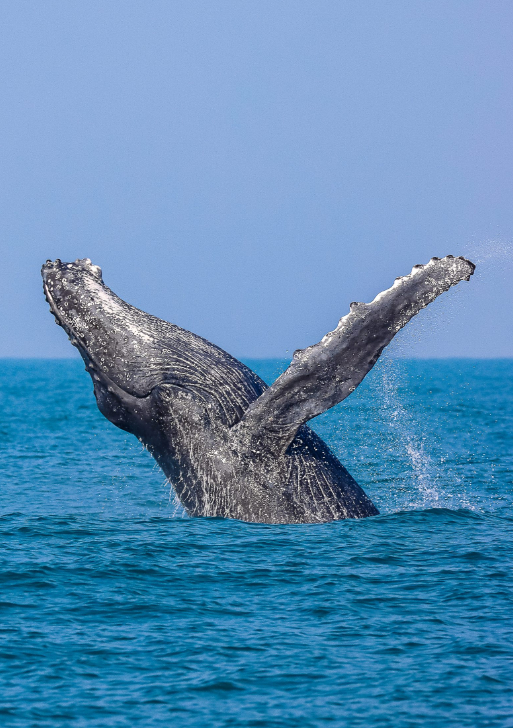 La temporada de avistamiento de las gigantes del mar en São Sebastião ocurre de mayo a agosto, pero en años anteriores las primeras ballenas fueron avistadas ya en abril.