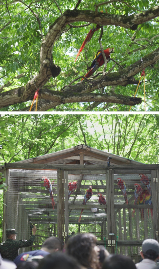 Según otros representantes de esta fundación, con este acto se da un aumento de la población de aves, ya que estas aves, provienen de un centro de incubación y crianza asistida, donde son criadas a mano y luego integradas en grupos preliberación.