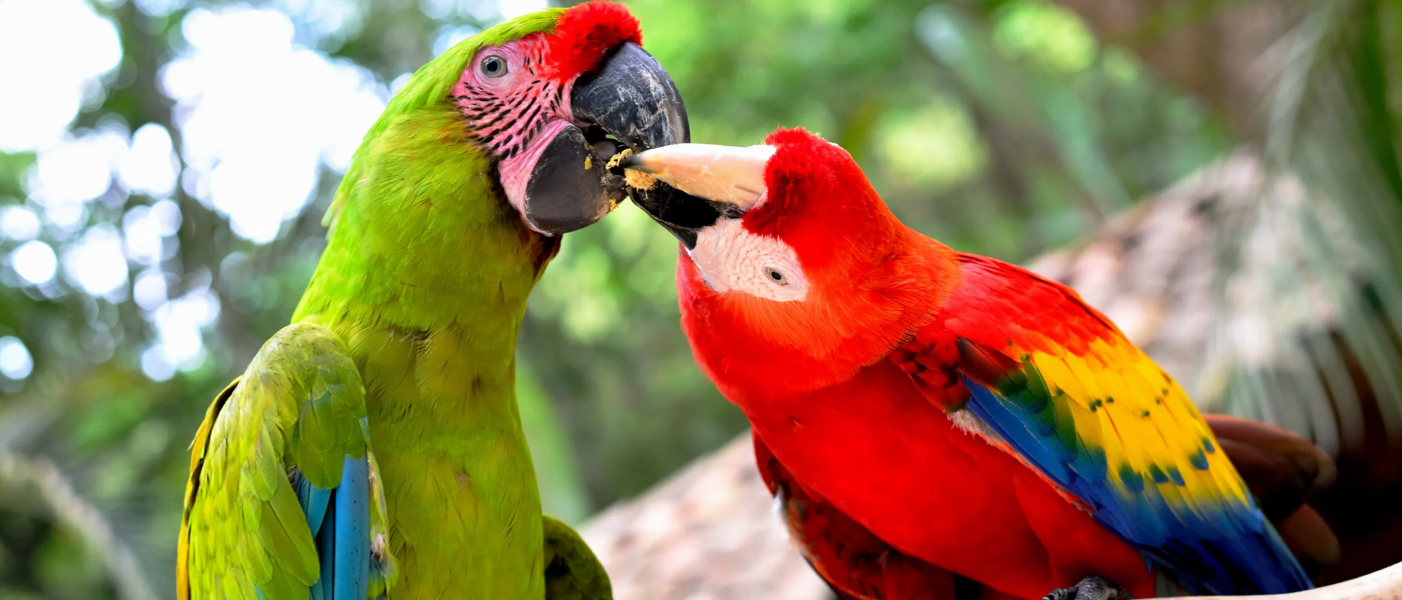 Se realizó la duodécima edición del festival “Guacamaya Fest” en el occidente de Honduras