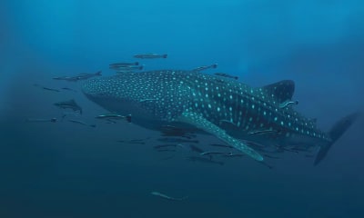 Nado con Tiburón Ballena: un encuentro épico en Holbox