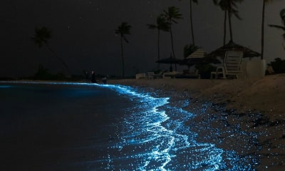 La bioluminiscencia en Holbox: espectáculo asombroso con cada movimiento