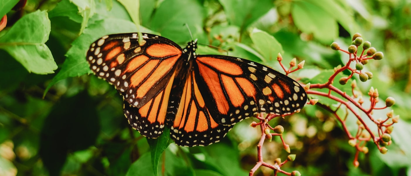Santuarios de la Mariposa Monarca en Michoacán