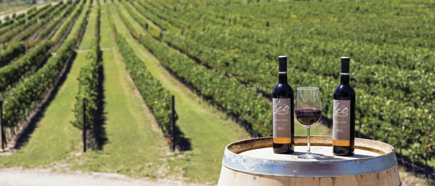 Parras de la Fuente, la cuna del vino en América, historia, tradición y renacimiento enoturístico