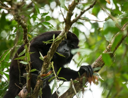 La zona de La Fortuna es hogar de una extraordinaria biodiversidad.