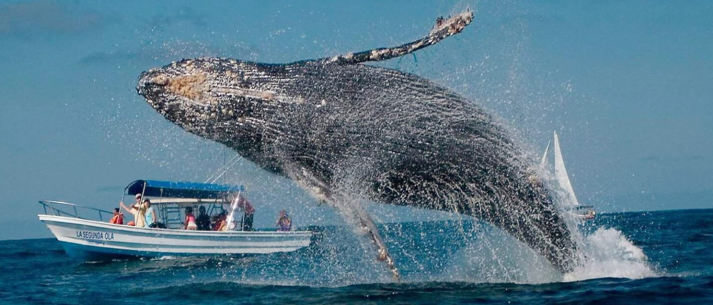 “Al Ritmo de la Bahía” darán la bienvenida a las ballenas Jorobadas en Samaná el próximo 14 de febrero