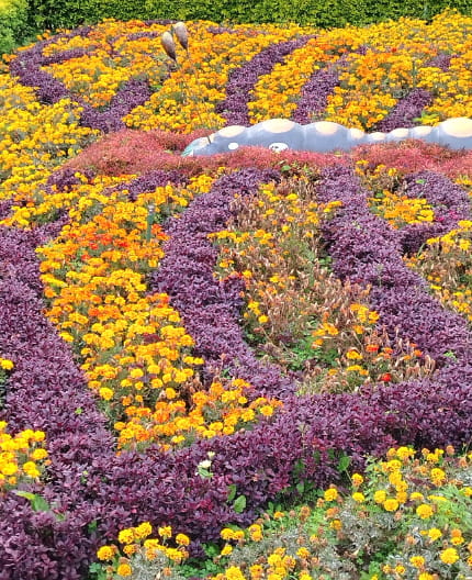 Chiriquí, flores y contacto con la naturaleza