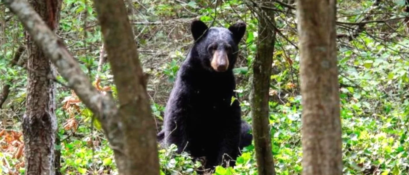 Programa Huellas; Grupo Bimbo y la SEMARNAT firman convenio para fortalecer la conservación del oso negro mexicano