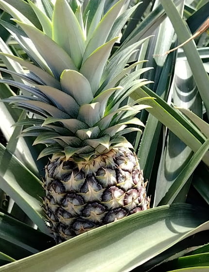 La Chorrera; ruta de la Piña y producto turístico en La Zanguanga